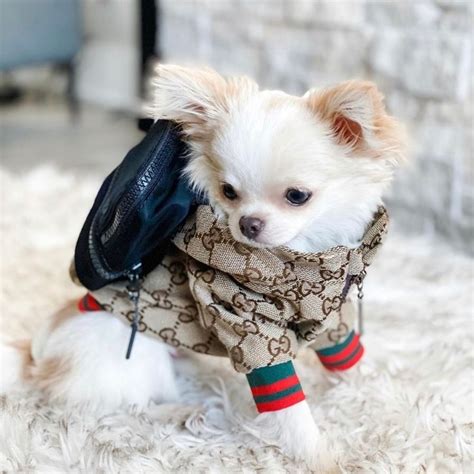 gucci shirt for dogs|cat wearing gucci.